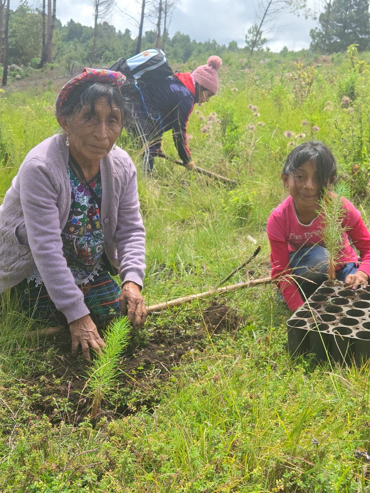Reforestation impact
